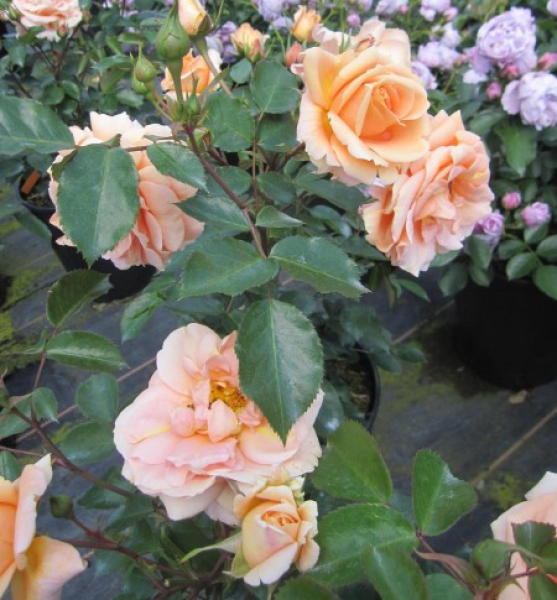 Hochstammrose Impala 3